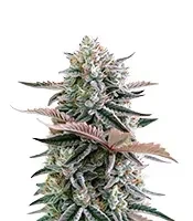 Mendo Frost Auto (Fast Buds)