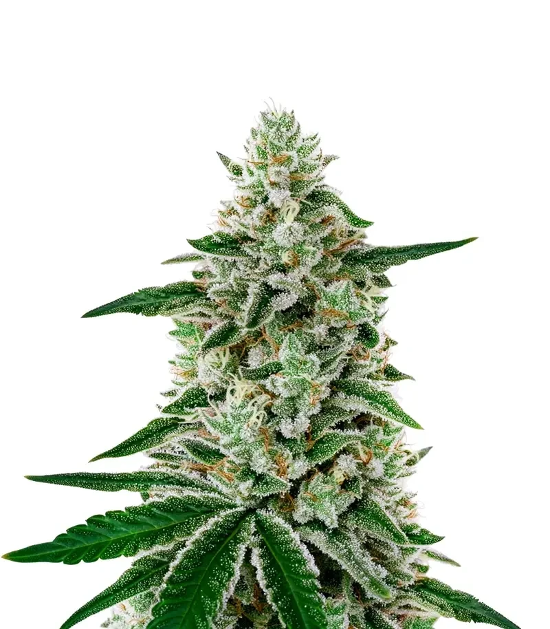 Shishka Lemonade (Green House Seeds)