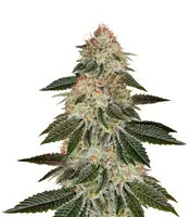 Stardawg (Blackskull Seeds) Cannabis-Samen