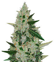 Amnesia Haze Auto strain