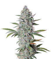 Bruce Banner Auto (Cali Buds Seeds) Cannabis-Samen