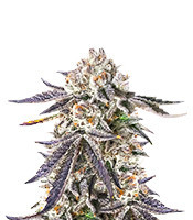 Sour Mac F1 feminisierte Samen (Seedkeepers)