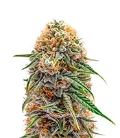 Big Domina Auto (Freedom of Seeds) Cannabis-Samen