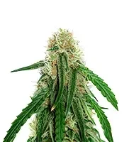 Mango Bubble Cloud (Dr. Krippling Seeds) Cannabis-Samen