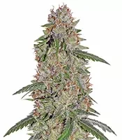 Pineapple Express feminisierte Samen (Barney's Farm)