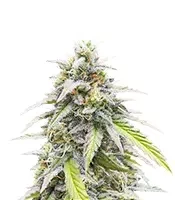 Lemon Cherry Gelato Auto R3 feminisierte Samen (Ethos Genetics)