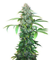 Ese T. Bilbo Auto (Genehtik Seeds) Cannabis-Samen