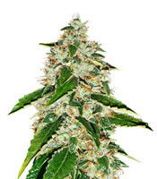 Kosher Kush Regular (Reserva Privada) Cannabis-Samen