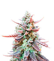 Original Glue (Nirvana Seeds) Cannabis-Samen