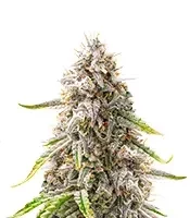 Double Grape Auto (Mephisto Genetics) Cannabis-Samen