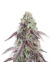Granny Candy feminisierte Samen (Humboldt Seed Company)