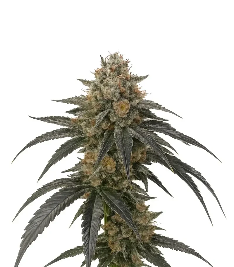 Mango Frost Auto (Fast Buds)
