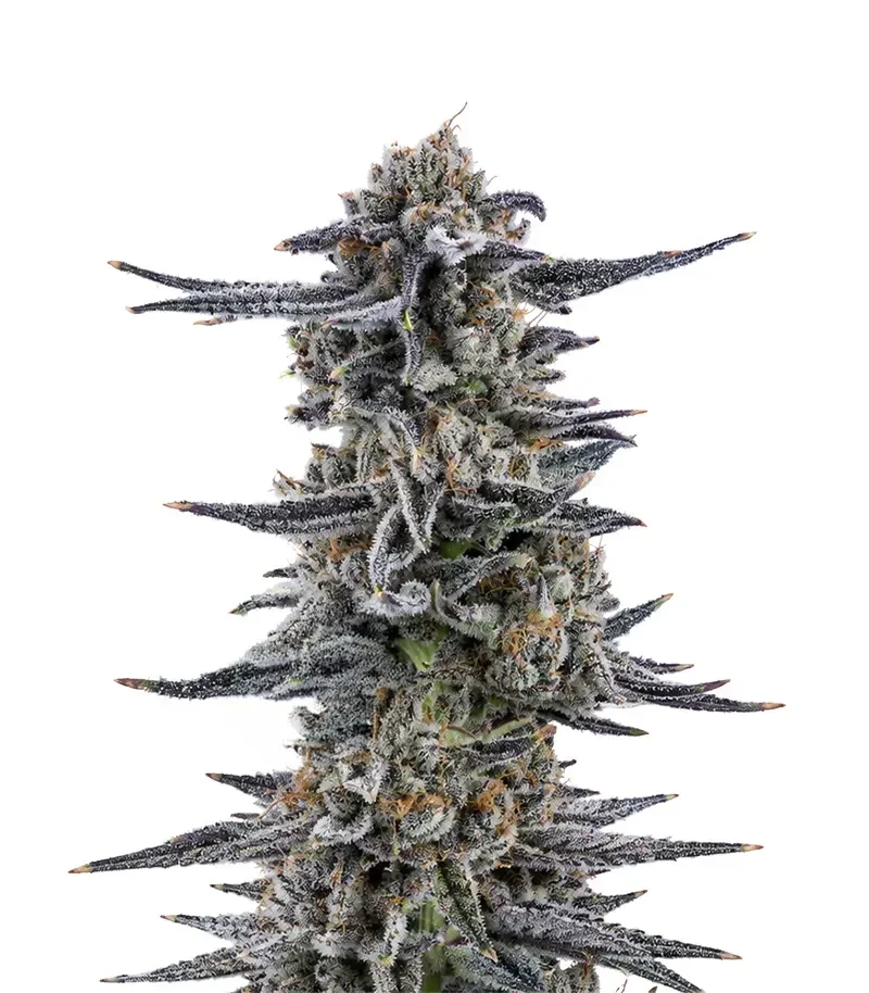 RS11 (Barney's Farm)