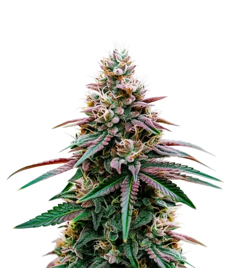 Super Boof (Royal Queen Seeds)