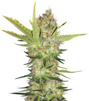 Cheese (Big Buddha Seeds) Cannabis-Samen
