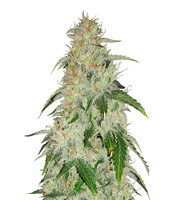 Critical Mass Regular (Mr. Nice Seedbank) Cannabis-Samen
