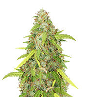 Kush Doctor (Auto Seeds) Cannabis-Samen