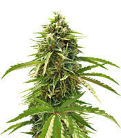 Ripley's OG Auto strain