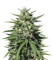 Royal Cookies Automatic (RQS) Cannabis-Samen