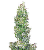 Walter White Auto (Mephisto Genetics) Cannabis-Samen