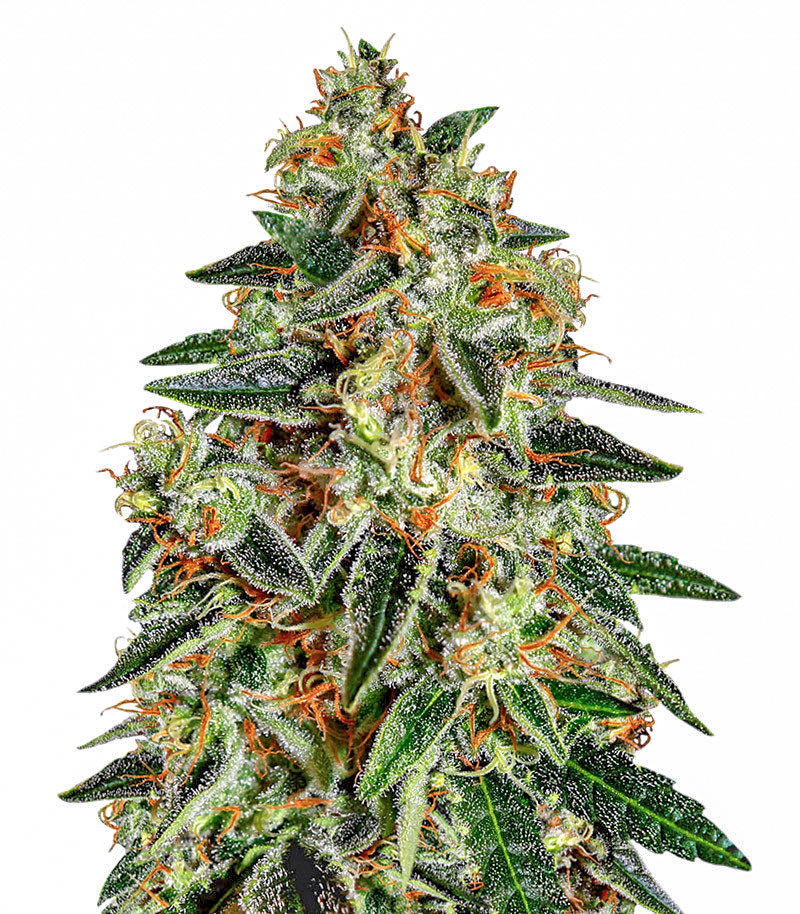 Runtz x Layer Cake feminisierte Samen (Barney's Farm)