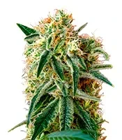 Damn Sour (GHS) Cannabis-Samen