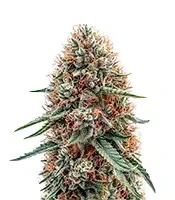 Northern Lights XL Auto (Zambeza Seeds) Cannabis-Samen