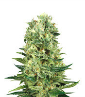 National Health Service (NHS) Regular (Mr. Nice Seedbank) Cannabis-Samen