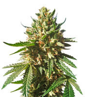 Sherbet Queen strain