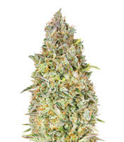 Skunk 47 (Advanced Seeds) Cannabis-Samen