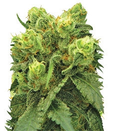 Big Bud strain