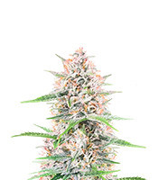 Bruce Banner Autoflower feminisierte Samen (Seedkeepers)