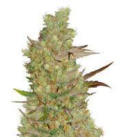 Quick Critical + (Dinafem Seeds) Cannabis-Samen