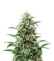 Auto Northern Lights CBD (Pyramid Seeds) Cannabis-Samen