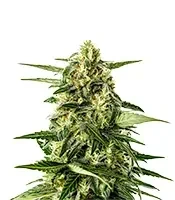 Jack Herer Auto (GHS) Cannabis-Samen