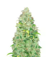 Strawberry Cake (Heavyweight Seeds)
