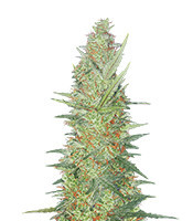 Cherry Bomb Auto (Bomb Seeds) Cannabis-Samen