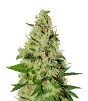Old Dirty Biker regular (Karma Genetics) Cannabis-Samen