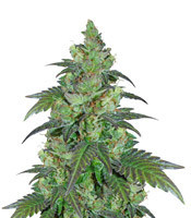 Chiesel (Big Buddha Seeds) Cannabis-Samen