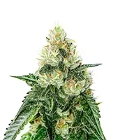 Lemon Mandarin feminisierte Samen (Fast Buds)