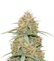 Original Auto Cheese (Fast Buds) Cannabis-Samen