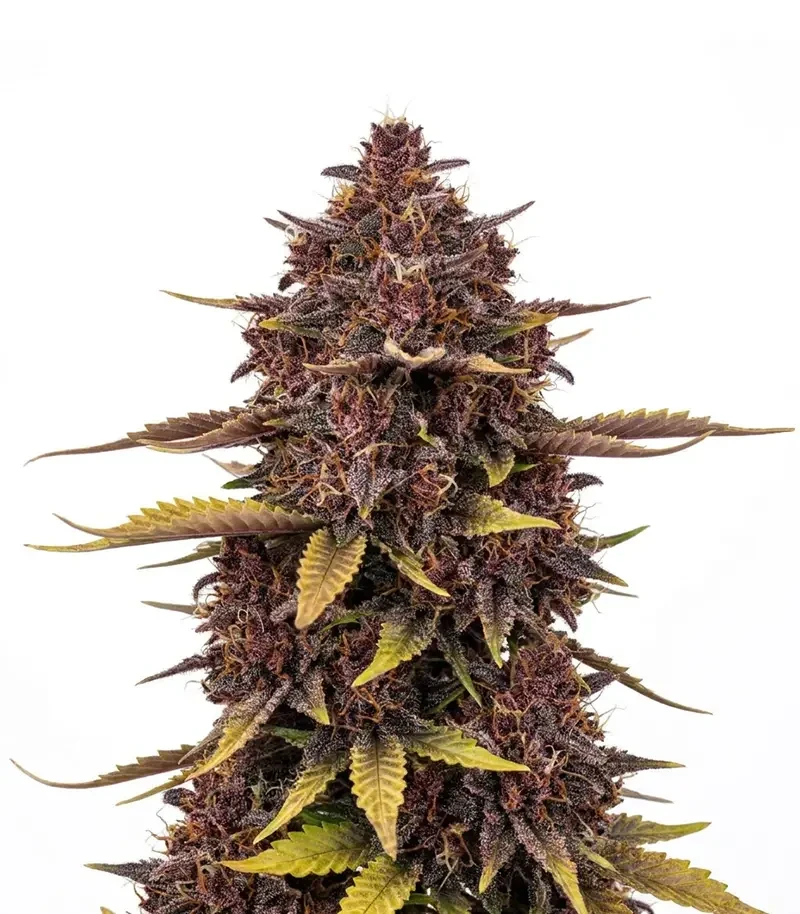 Purple Lemonade Auto RF3 (Fast Buds)