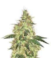 Cookie Dawg (Big Head Seeds) Cannabis-Samen