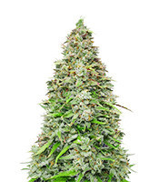 Original Afghan Kush Auto feminisiertes Saatgut (Fast Buds)