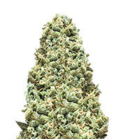 Monster Girl Scout Cookies (Monster Genetics) Cannabis-Samen