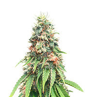 Kosher Cookies Samen feminisiert (DNA Genetics)