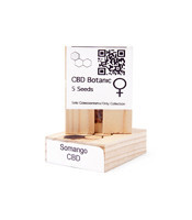 CBD Somango (CBD Botanic Seeds) Cannabis-Samen