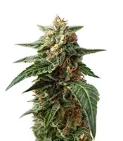 Amnesia Haze XL Auto (Zambeza Seeds) Cannabis-Samen