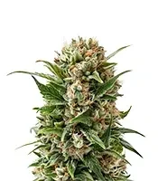 Auto Purple Diesel (Advanced Seeds) Cannabis-Samen