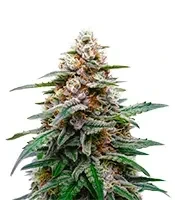 Biscotti Auto (Green House Seeds)